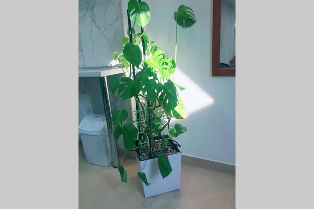 Apartman Santorini ノヴィ・サド エクステリア 写真